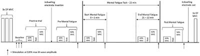 Force Control and Motor Unit Firing Behavior Following Mental Fatigue in Young Female and Male Adults